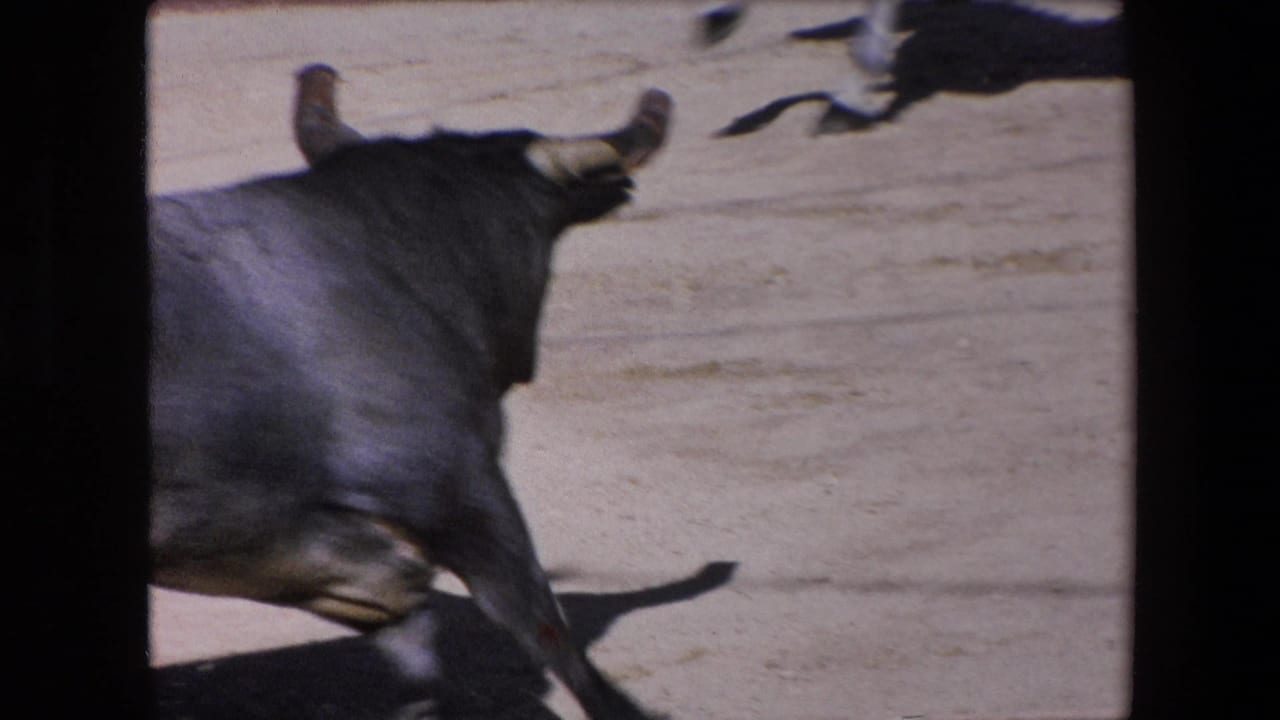Black bull moving across the arena with a horse partly visible at the edge.