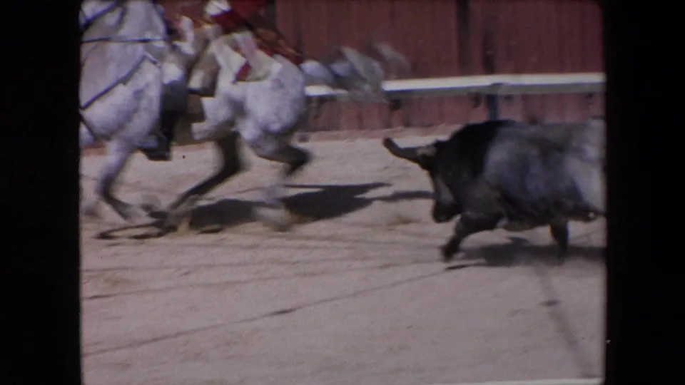 A black bull charges behind white horses and mounted riders in a sunlit arena, with motion blur from the fast action.