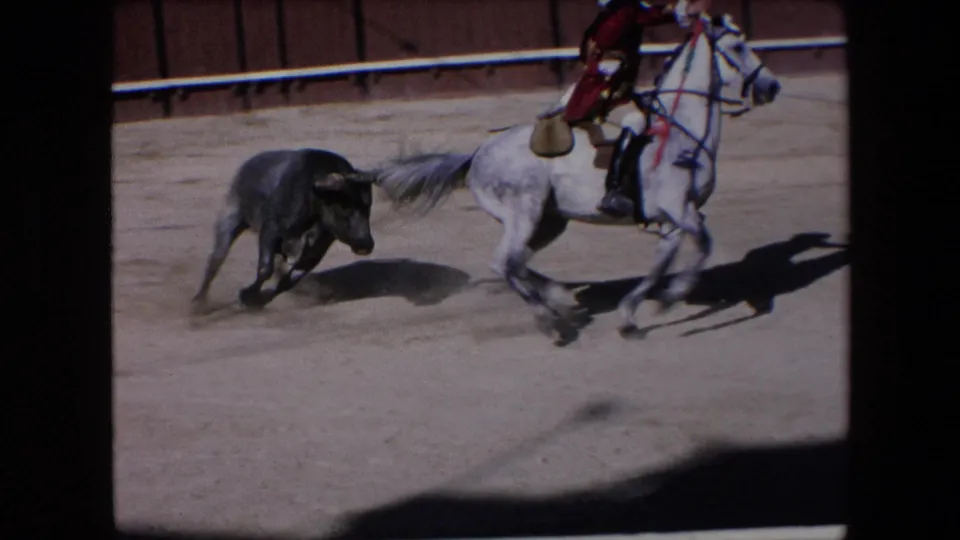 In 1971 Barcelona bullfight footage, a dark bull runs near a light gray horse ridden by a torero in red and gold dress inside a dusty arena.