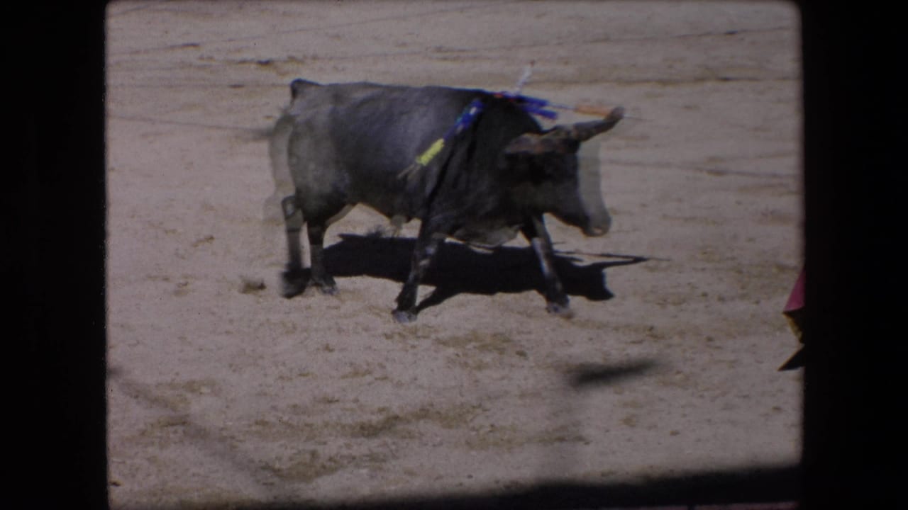 A black bull with colored banderillas across its shoulders stands in the Barcelona bullring, with the matador mostly out of frame at the right edge.