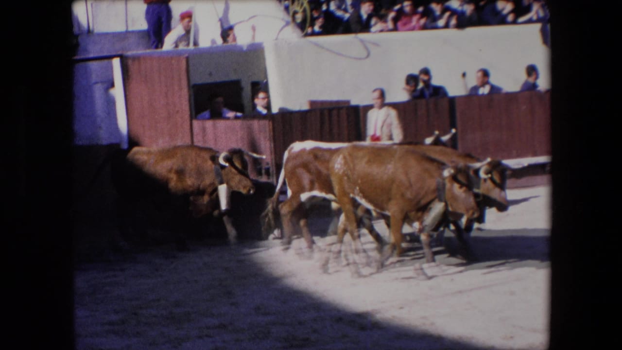 In supplied 1971 Barcelona 8mm footage, brown horned bulls move along a bullring barrier while spectators watch from the stands.