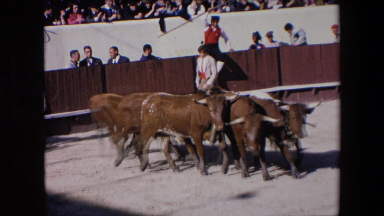 A tight group of bulls moves across the arena while an attendant stands near the barrier.