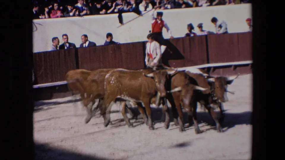 Brown bulls cluster and move through the Barcelona bullring as an attendant in red and white stands near the wooden barrier and spectators sit above.