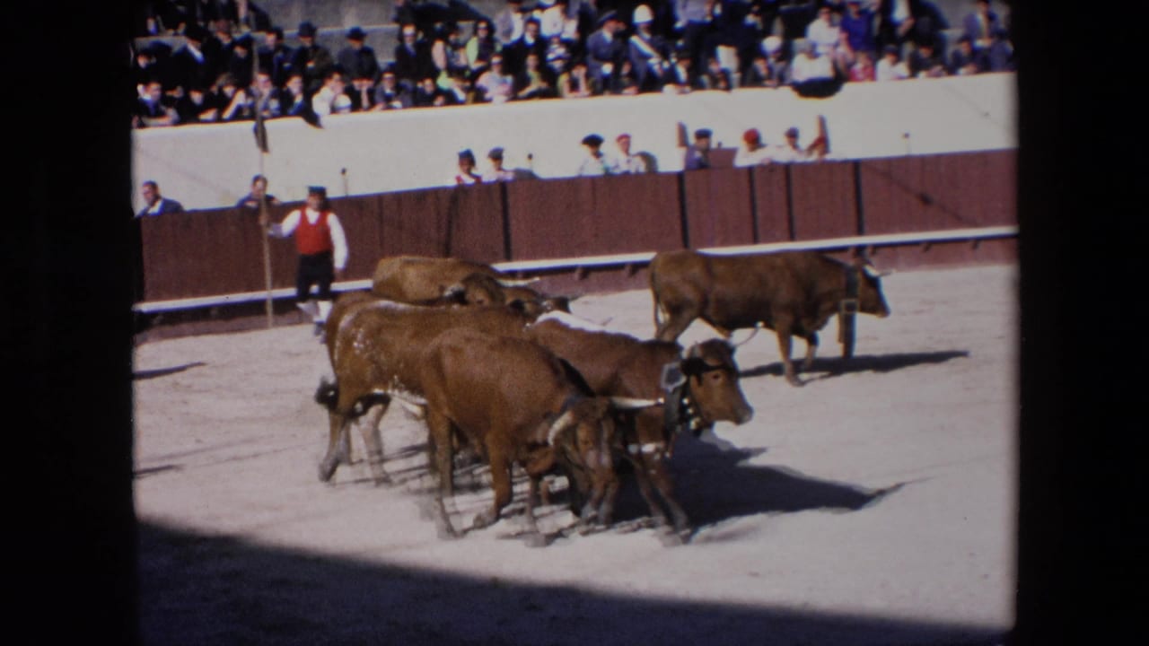 Brown bulls spread out in the sunlit Barcelona bullring, with a red-vested attendant by the barrier and spectators visible in the upper stands.