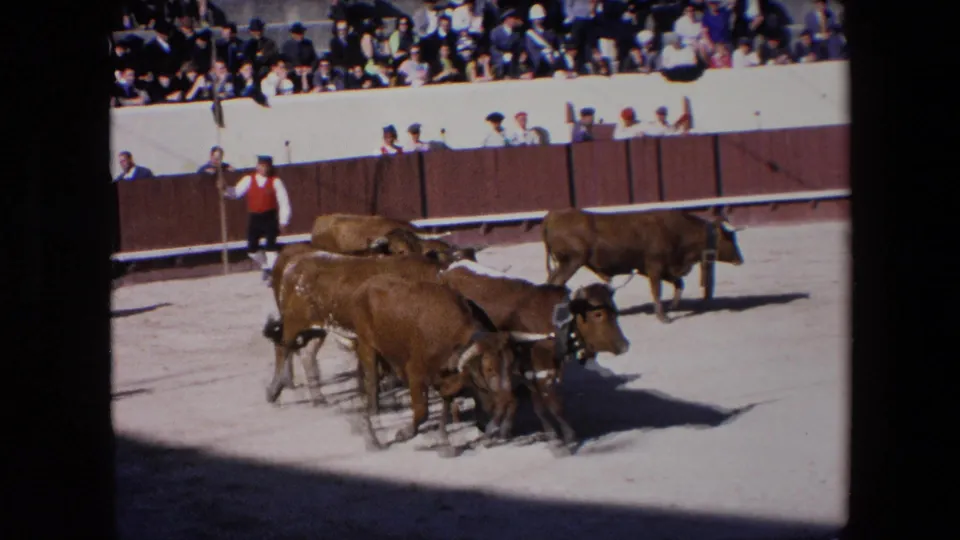 Brown bulls spread out in the sunlit Barcelona bullring, with a red-vested attendant by the barrier and spectators visible in the upper stands.