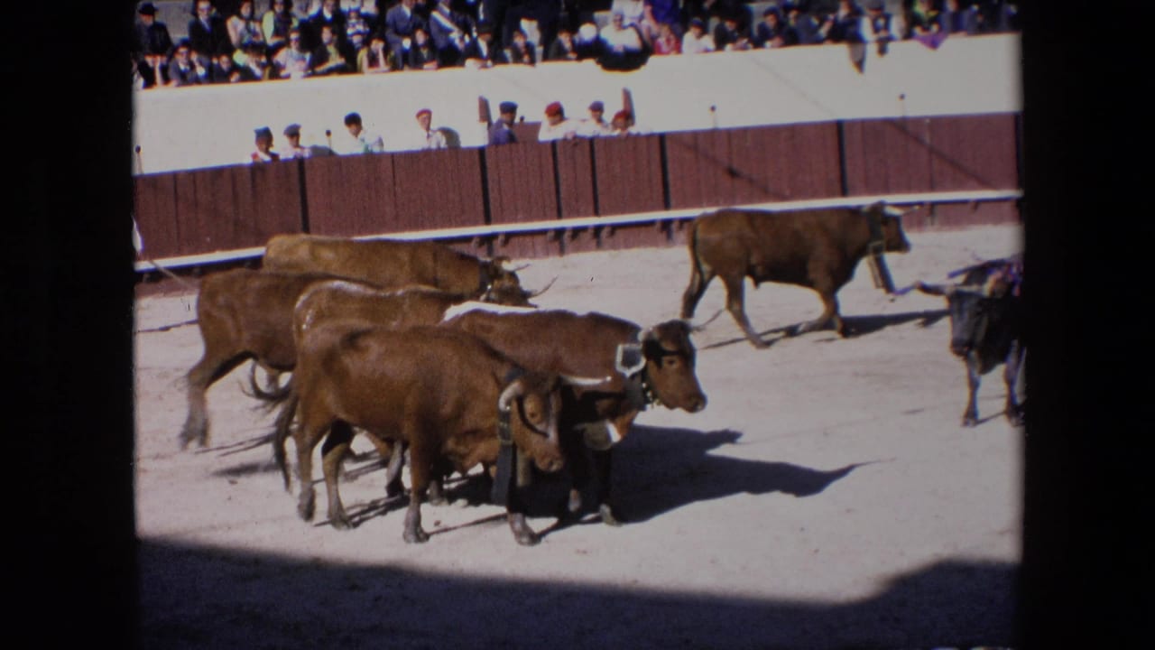 In 1971 Barcelona, horned brown cattle cluster and move across a sunlit sandy arena while spectators watch from behind a wooden barrier.