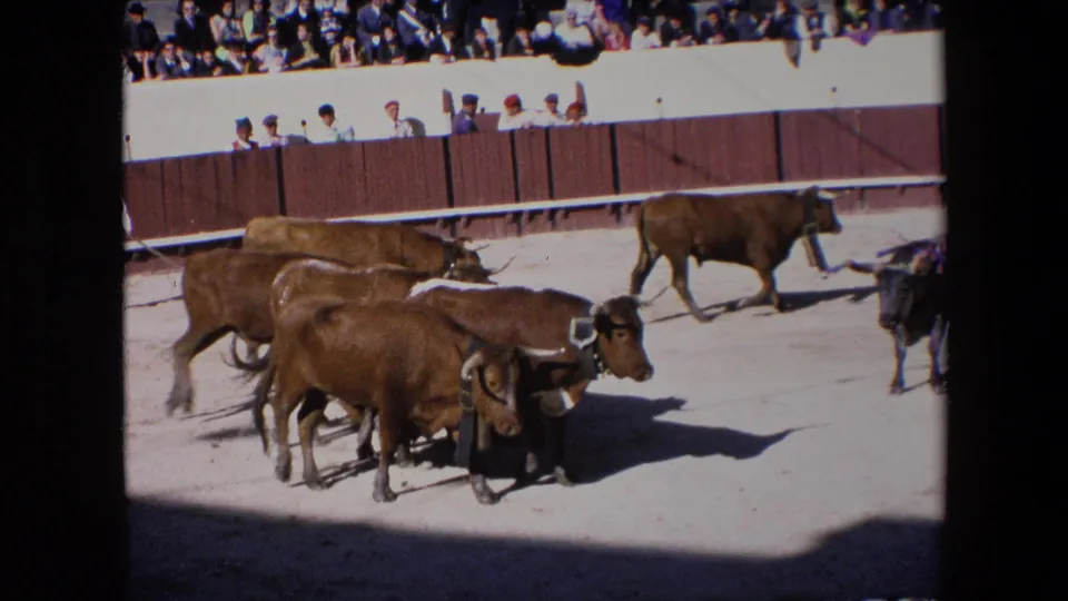 In 1971 Barcelona, horned brown cattle cluster and move across a sunlit sandy arena while spectators watch from behind a wooden barrier.