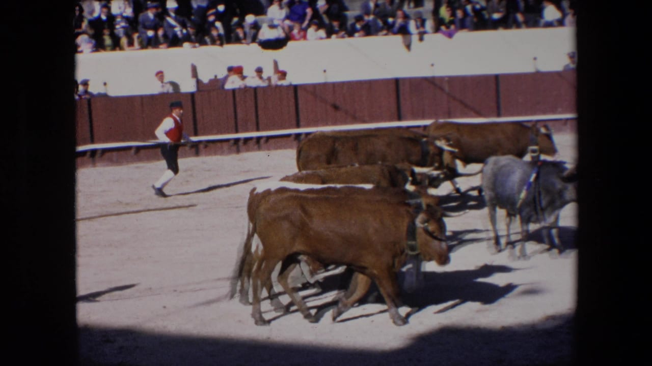 A handler in a red vest and white pants moves near horned cattle in a Barcelona stadium arena as spectators look on from the stands.