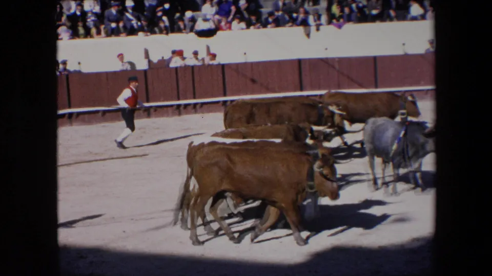 A handler in a red vest and white pants moves near horned cattle in a Barcelona stadium arena as spectators look on from the stands.