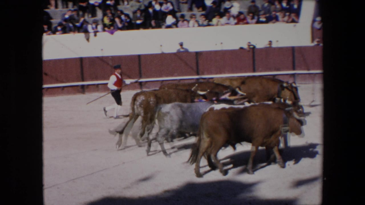 Horned cattle bunch together on the sandy stadium floor while a handler with a long stick follows near the wooden barrier in 1971 Barcelona.