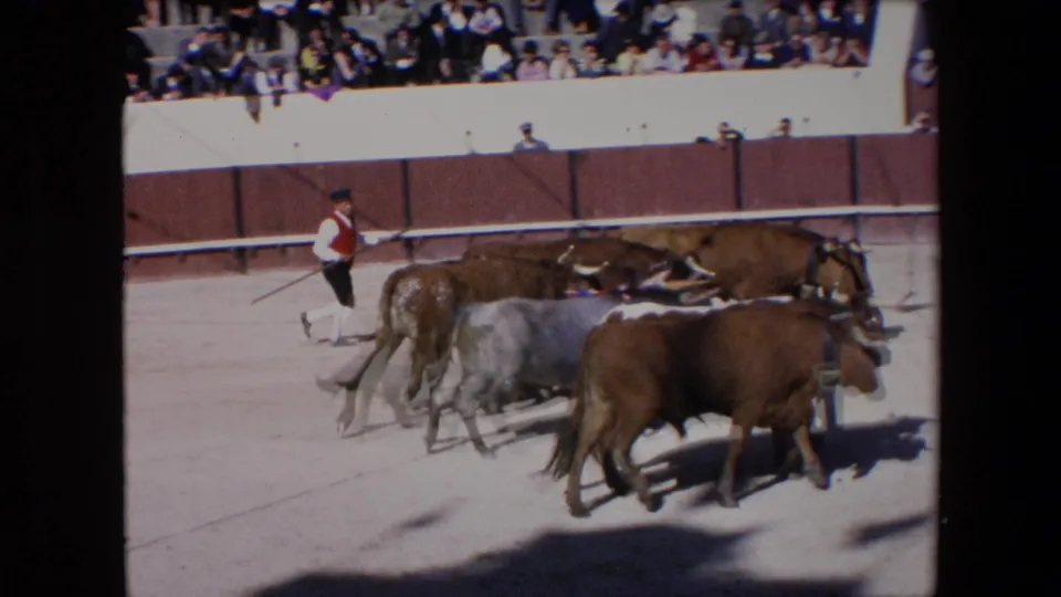 Horned cattle bunch together on the sandy stadium floor while a handler with a long stick follows near the wooden barrier in 1971 Barcelona.