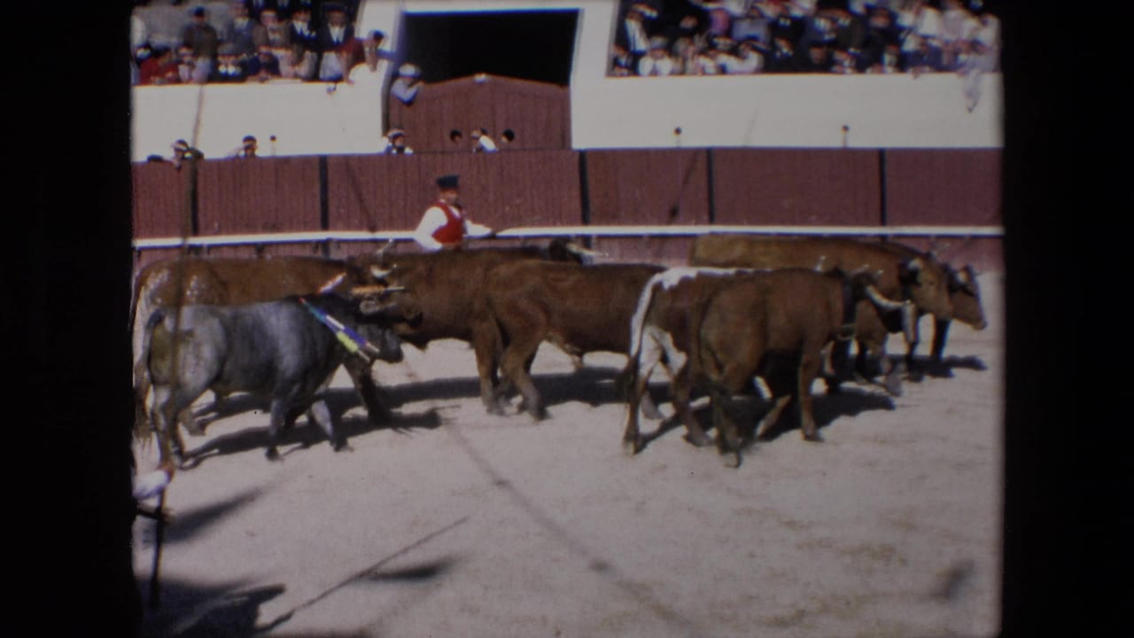 A group of brown and grey horned cattle moves past a handler and gate opening in the Barcelona arena while spectators line the background.