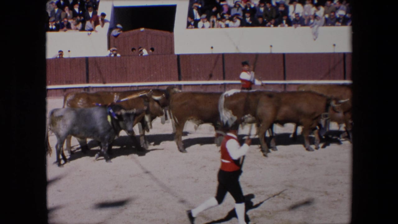 In a Barcelona bullfighting arena in 1971, brown and grey bulls move across the sandy ring while a bullfighter in red and white crosses the foreground and spectators watch from above.