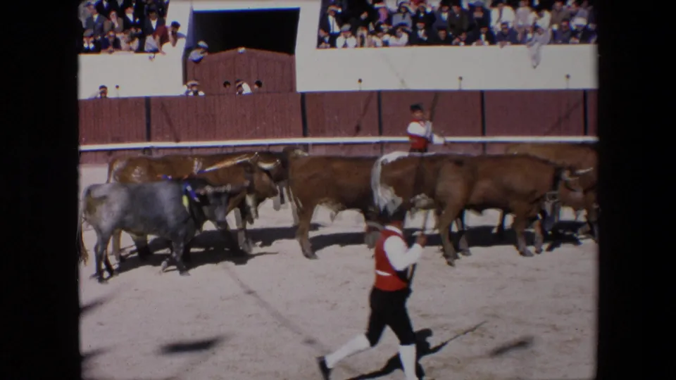 In a Barcelona bullfighting arena in 1971, brown and grey bulls move across the sandy ring while a bullfighter in red and white crosses the foreground and spectators watch from above.