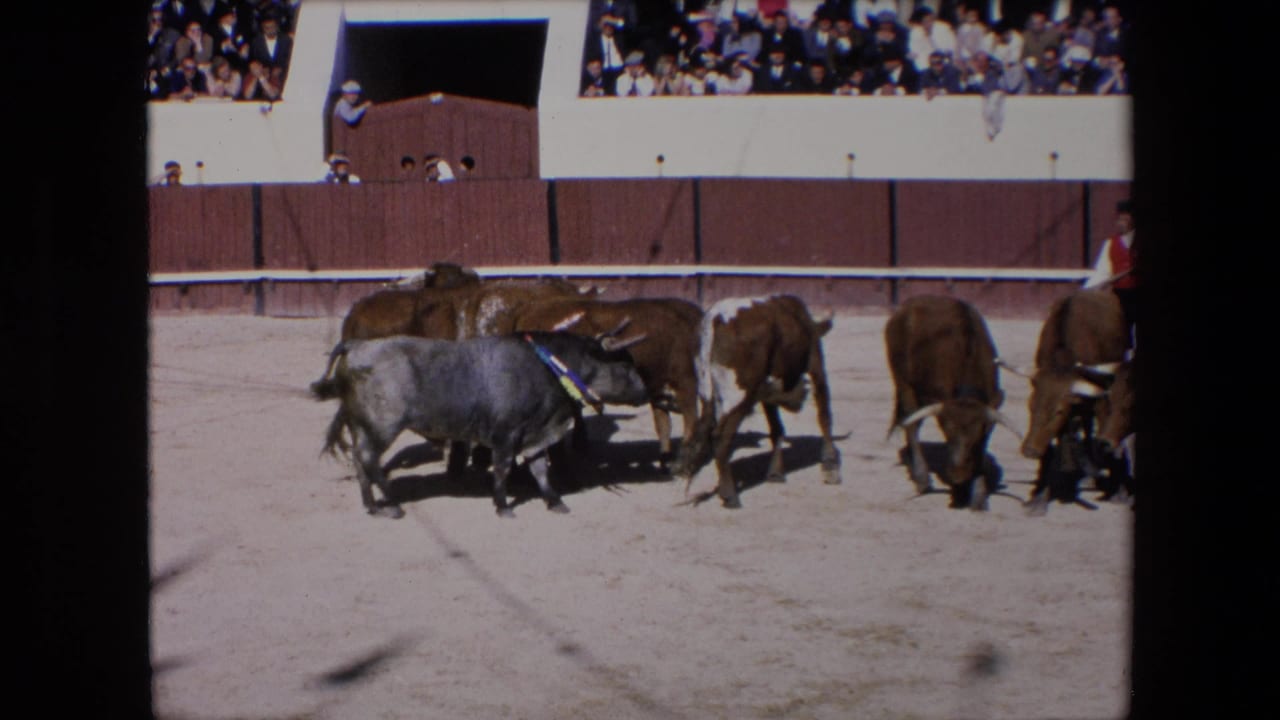 Brown and grey bulls move together across the sandy Barcelona bullring, with a wooden arena wall and spectators visible in the background.