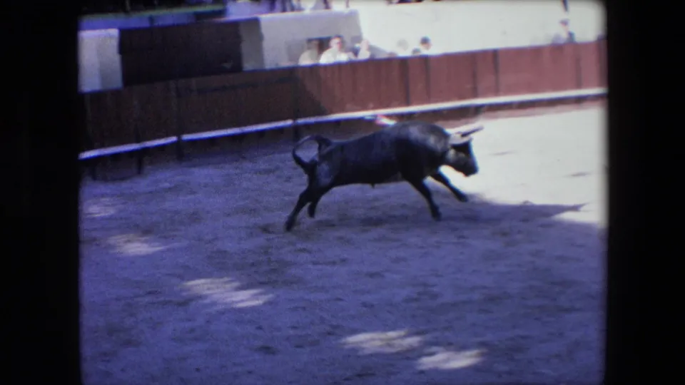 A black bull runs across the sandy arena floor while spectators watch from behind a wooden barrier in 1971 Barcelona bullfight footage.
