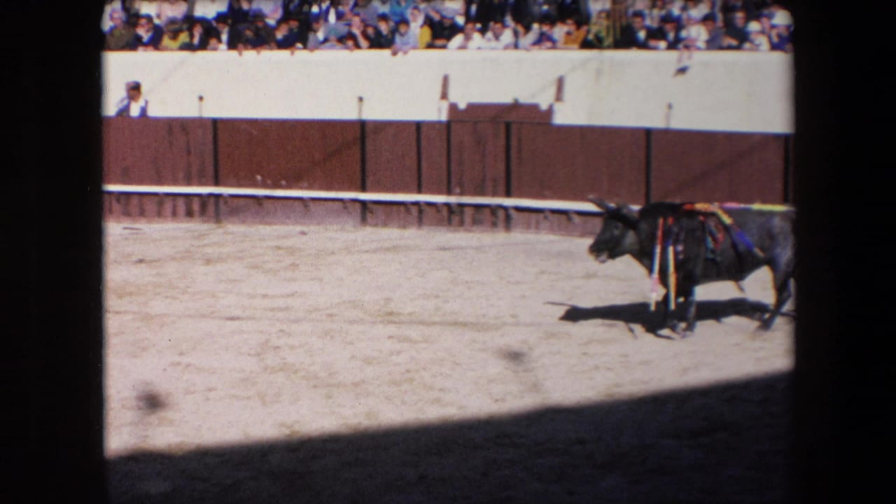 Black bull standing in a sunlit bullring with spectators behind the barrier.