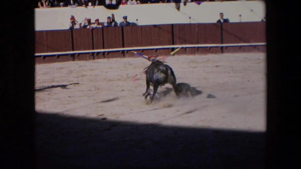 In a 1971 Barcelona bullring scene, a black bull stands over or near a fallen bullfighter on the sandy arena floor as spectators look on from behind a wooden barrier.
