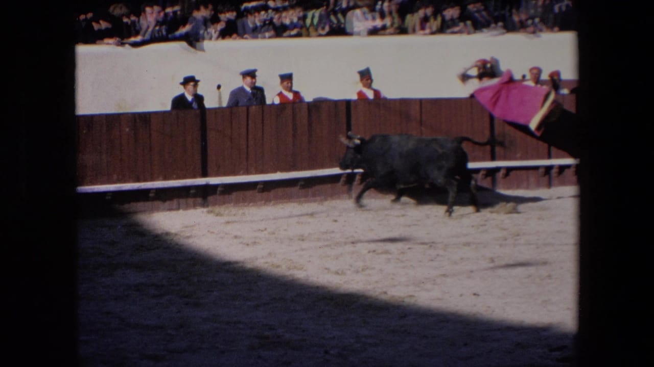 In supported 1971 Barcelona footage, a black bull runs across a sunlit sand arena as a matador or arena participant moves a pink cape near the wooden barrier and spectators watch above.