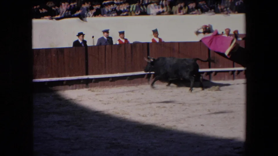In supported 1971 Barcelona footage, a black bull runs across a sunlit sand arena as a matador or arena participant moves a pink cape near the wooden barrier and spectators watch above.