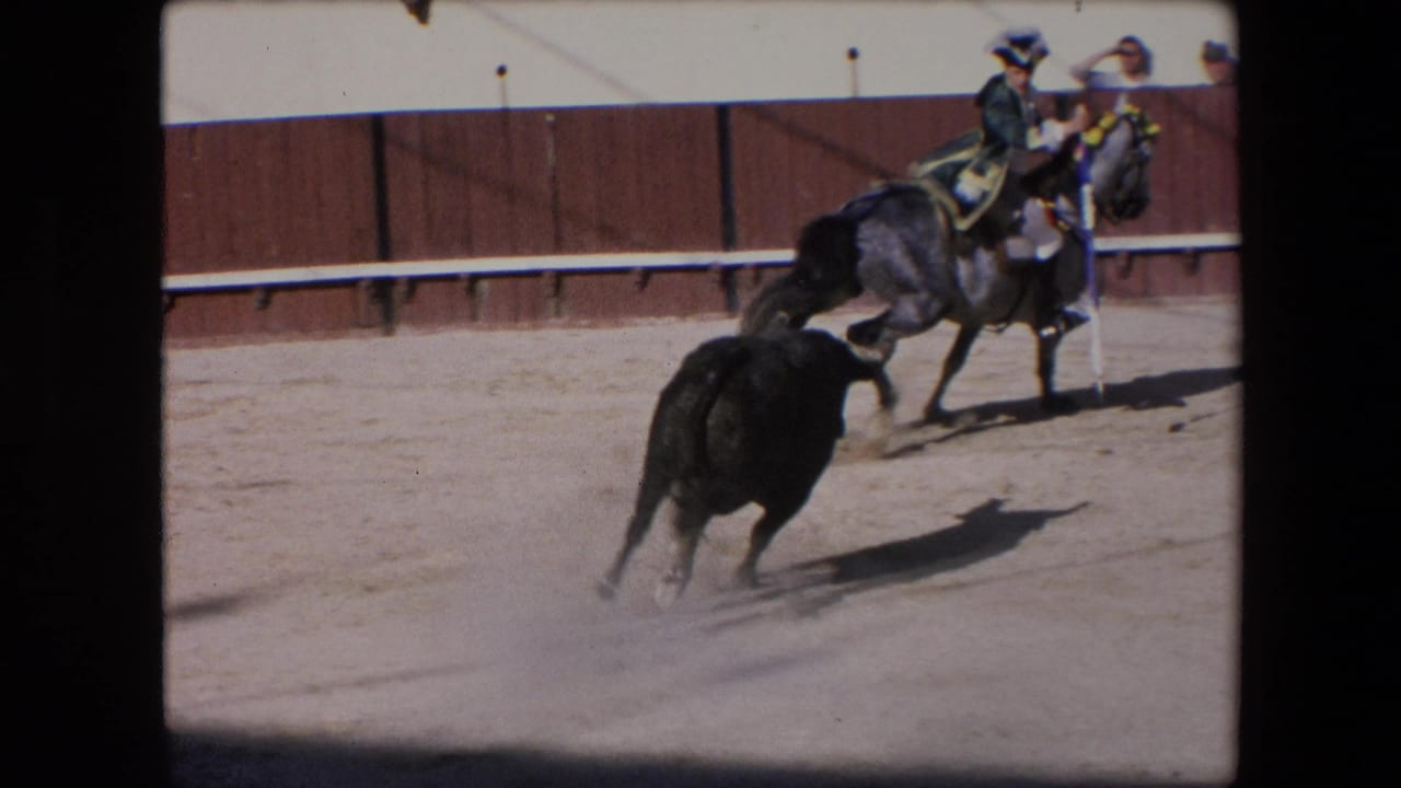 Bull runs near mounted horsemen inside a sunlit bullring.