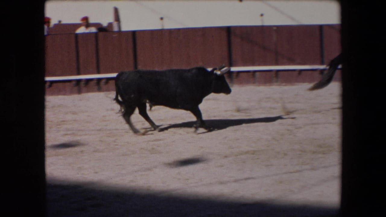 A black bull with visible horns runs across the sandy bullring in front of a wooden barrier, with spectators watching from behind the fence in the supplied Barcelona footage.