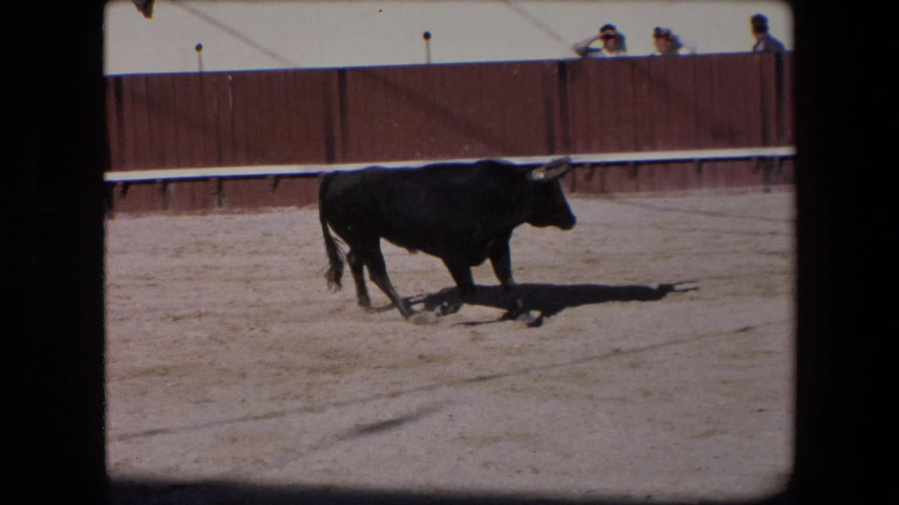 In a 1971 Barcelona bullfighting arena, a black bull crosses the sandy ring while a few spectators watch from behind the red-brown barrier.