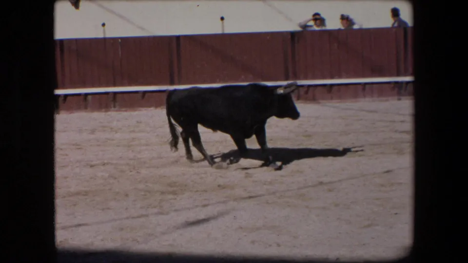 In a 1971 Barcelona bullfighting arena, a black bull crosses the sandy ring while a few spectators watch from behind the red-brown barrier.