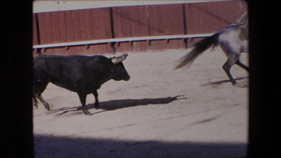 In Barcelona, Spain in 1971, a black bull moves across a sunlit sandy arena while part of a grey horse exits the upper right of the frame.