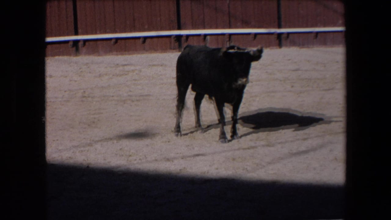 In the 1971 Barcelona bullring footage, the black bull stands facing the camera area on the sandy ground with a wooden arena barrier behind it.