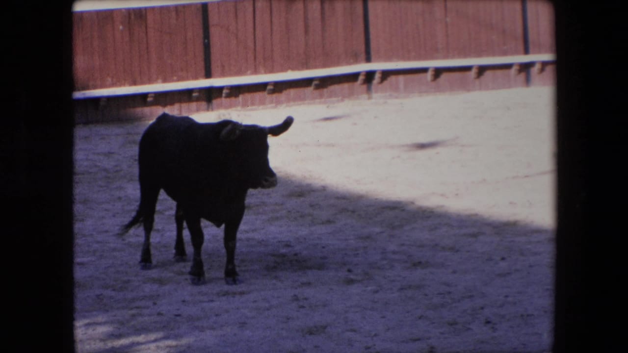 The 1971 Barcelona home-movie footage shows the black bull standing partly in shadow inside the sandy arena with the wooden ring wall behind it.