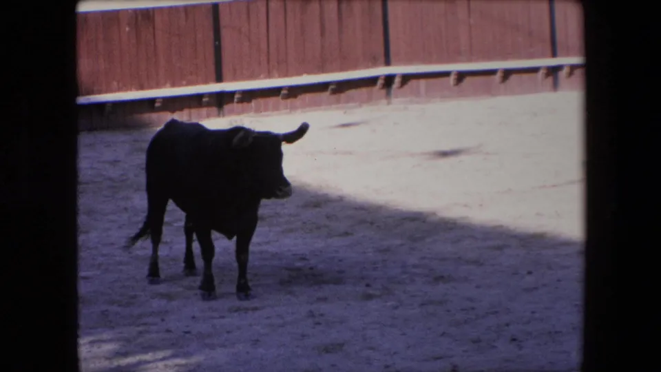 The 1971 Barcelona home-movie footage shows the black bull standing partly in shadow inside the sandy arena with the wooden ring wall behind it.