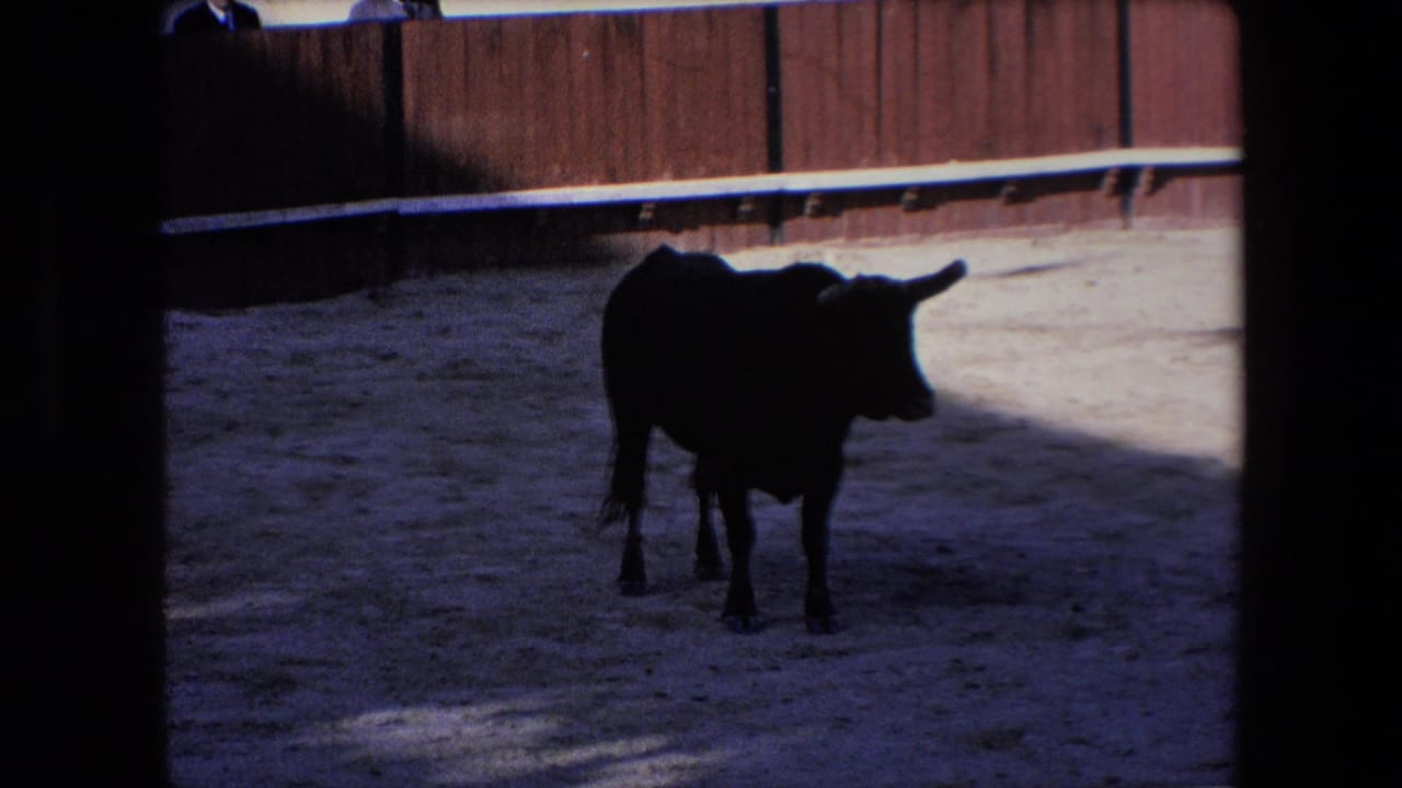 A black bull stands in a shaded part of a sandy arena in the supplied 1971 Barcelona bullfighting footage, with a wooden barrier behind it.