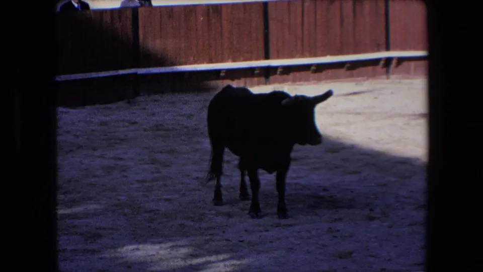 A black bull stands in a shaded part of a sandy arena in the supplied 1971 Barcelona bullfighting footage, with a wooden barrier behind it.