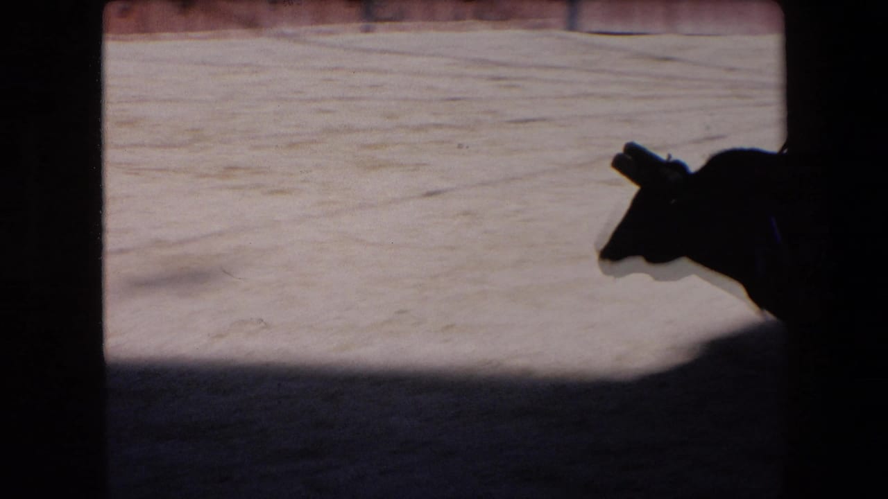 The bull's head and horn appear in silhouette at the right edge of the bright bullring, framed by dark 8mm borders and arena shadow.