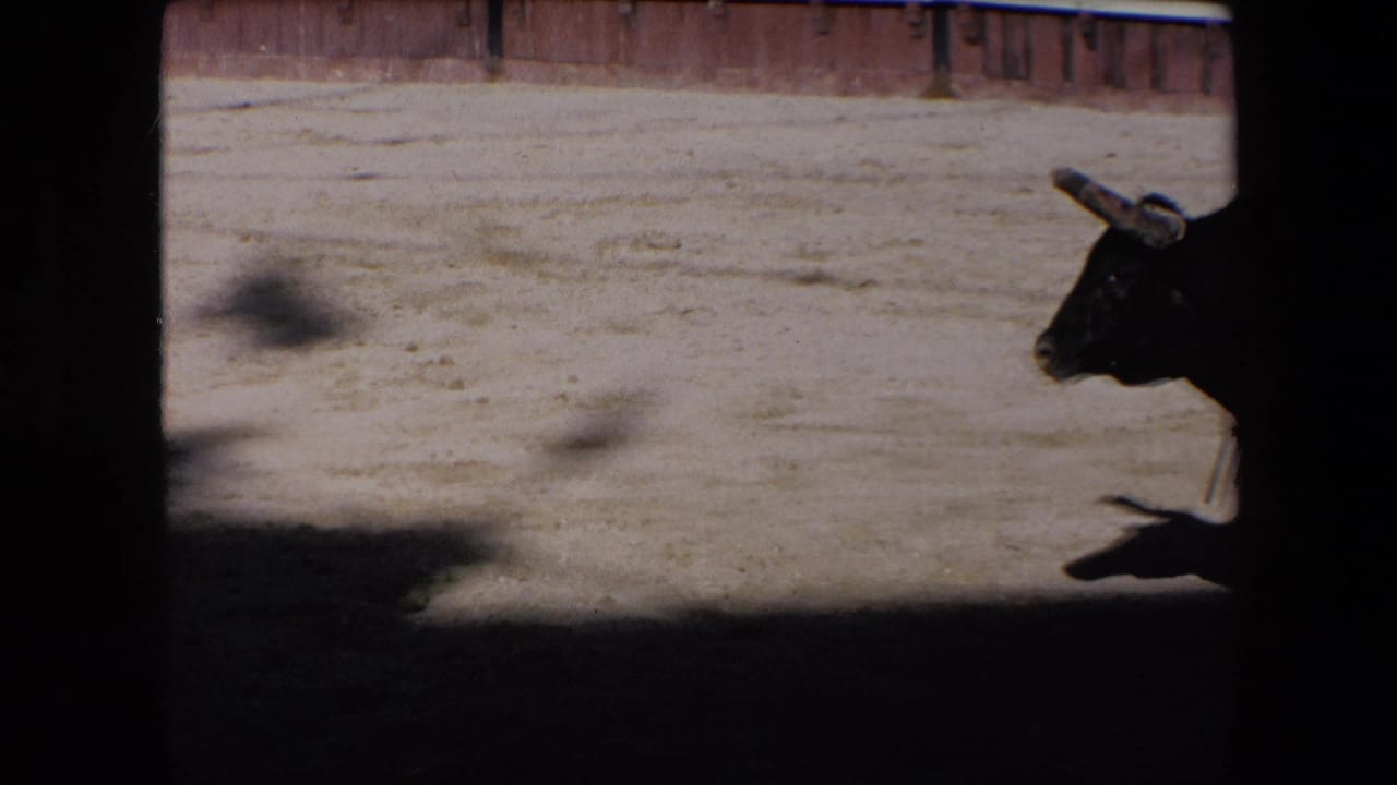 Black bull partly visible at the right edge of a sandy bullring.