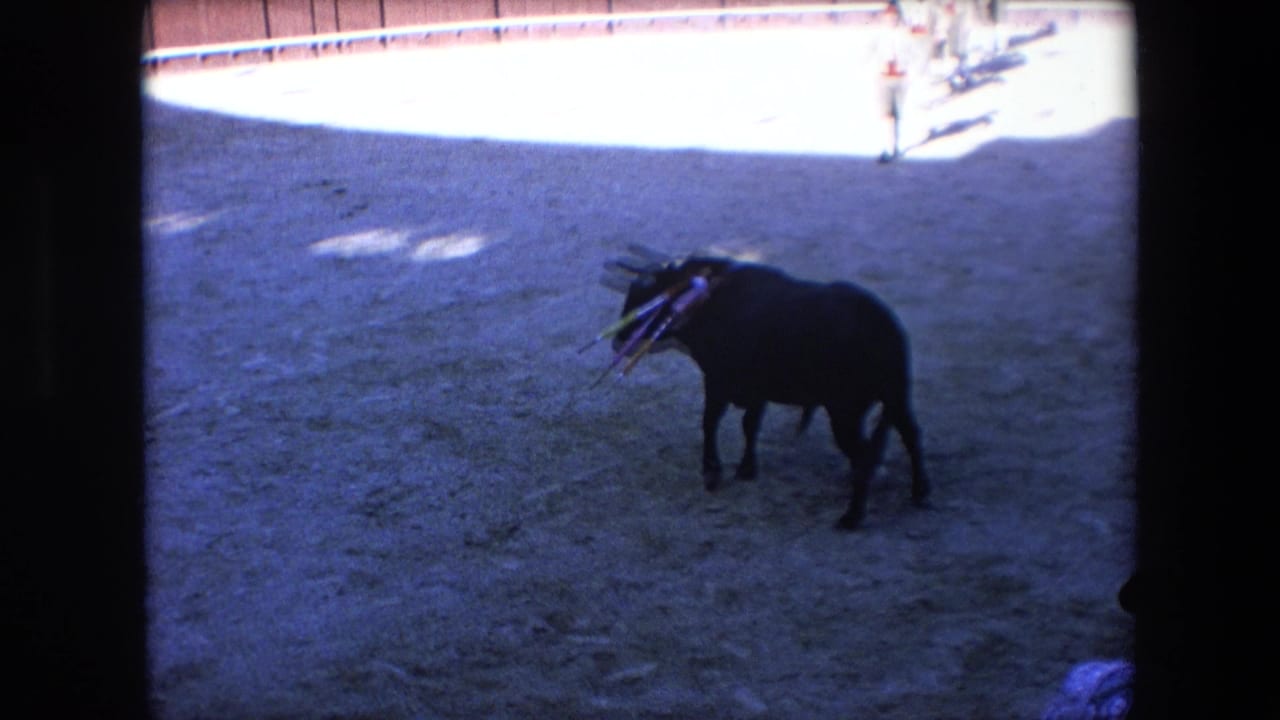 A dark bull with colorful banderillas stands in the sandy bullring, with the bright upper edge of the arena and wooden barrier visible in the background.