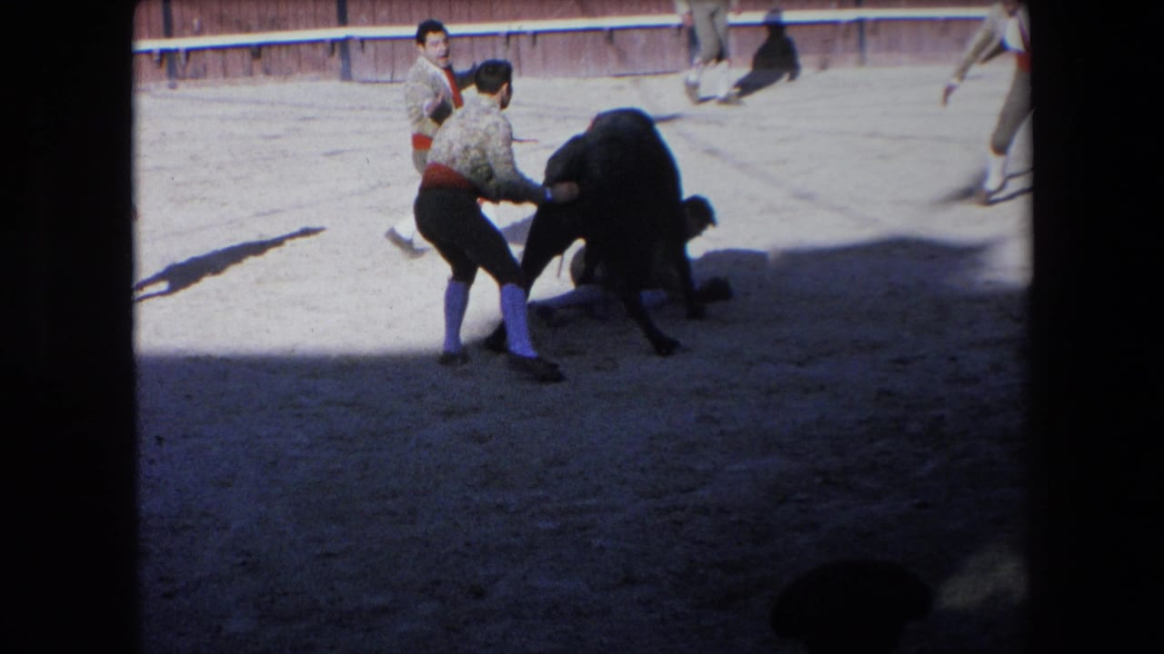 A young bullfighter reaches toward a black bull in the arena.