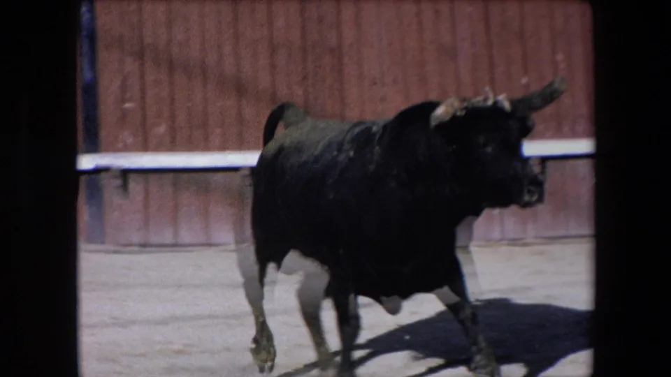 The black bull is seen alone in the 1971 Barcelona arena, with its body partly blurred and the wooden barrier behind it.