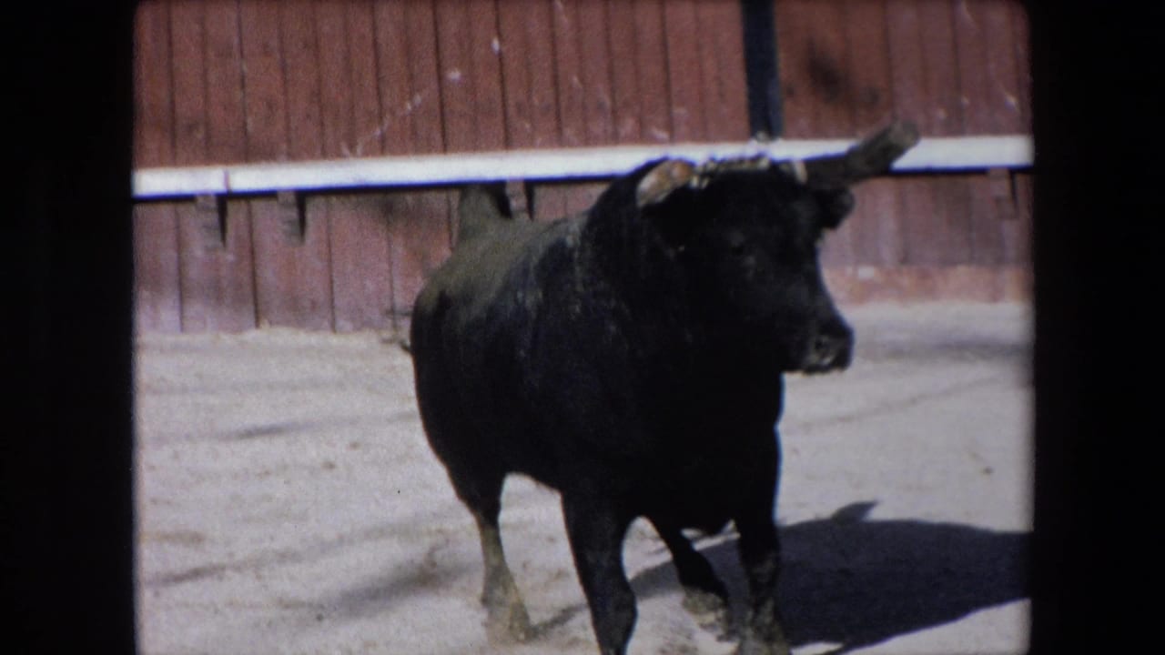Black bull standing in a sandy arena beside a wooden barrier.