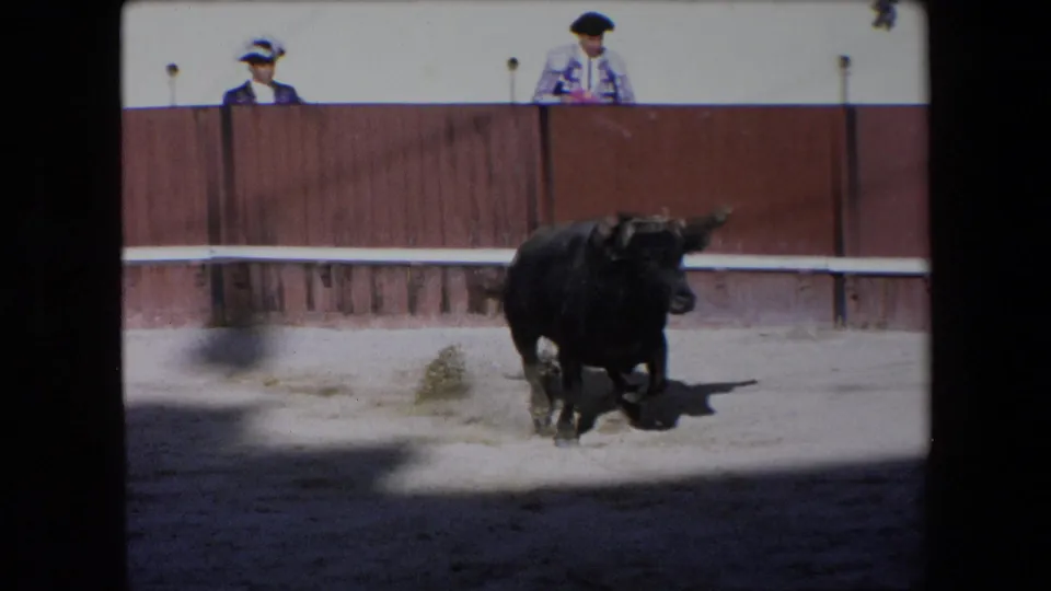 Black bull runs through dust in the Barcelona bullfighting ring while distant spectators look over the wooden barrier in 1971 8mm footage.