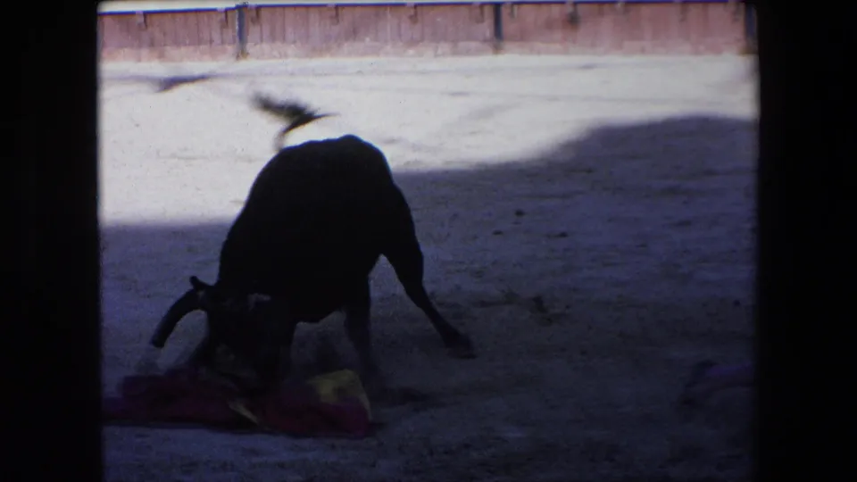 A black bull stands with its head lowered over the red and yellow cape on the sandy floor, with the arena barrier visible in the background.