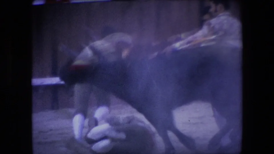 A large bull is close to the matador, who appears low to the ground, in the final moment of the 1971 Barcelona bullfighting clip.