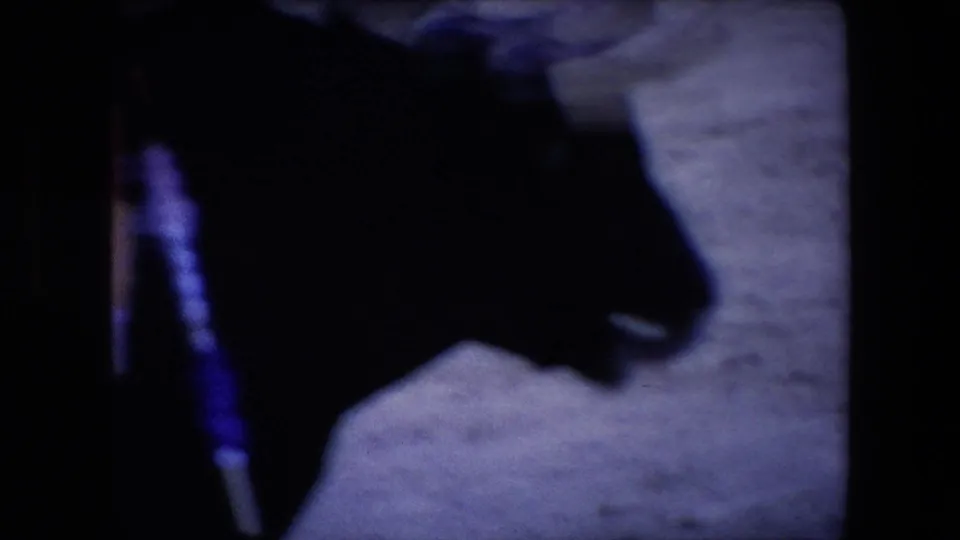 The handheld 8mm view is partly blocked by dark foreground shapes while the sand arena and a moving bull-like form remain visible beyond them.