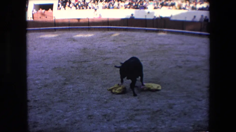 In a 1971 Barcelona bullring scene, a black bull stands near yellow cloths on the sand while spectators are visible above the arena barrier.