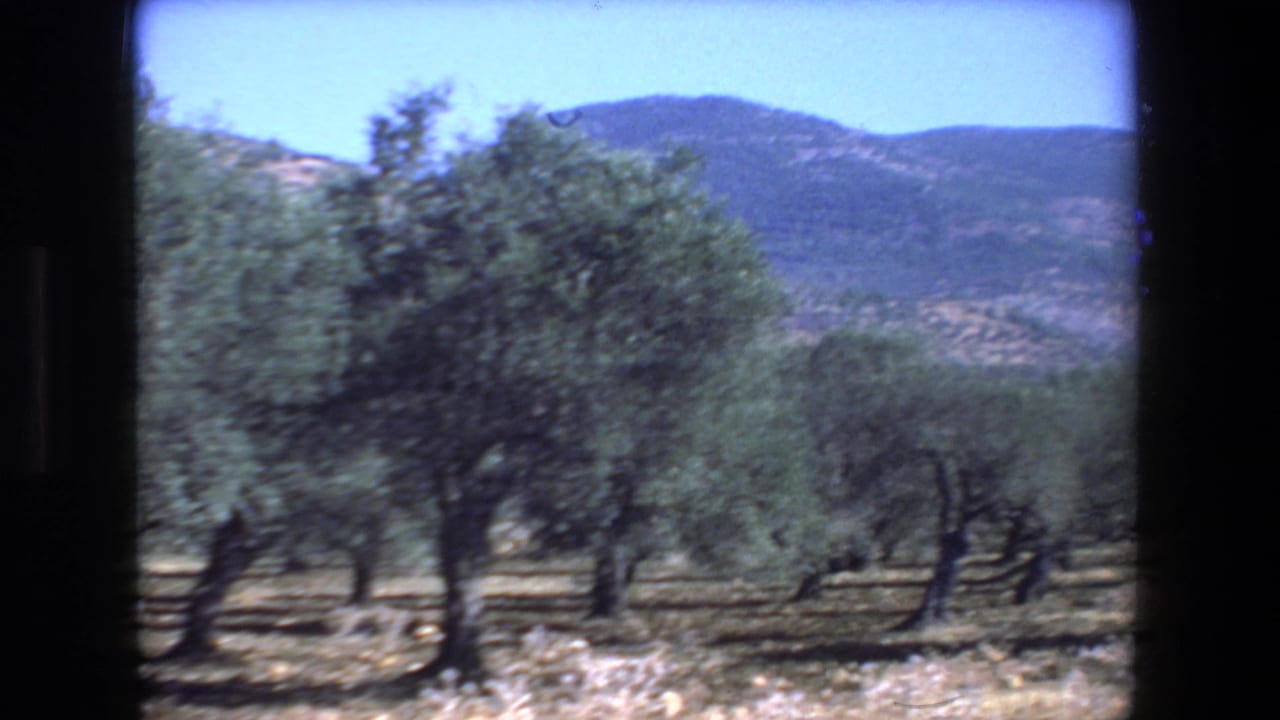 Rows of olive trees in an orchard with low mountains behind them.