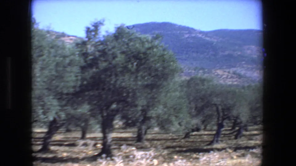 1972 Israel 8mm frame showing an olive orchard with mature trees, dry ground, blue sky, and low mountains in the background.