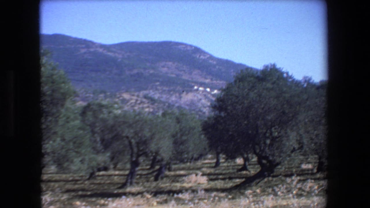 1972 Israel home-movie frame of an olive grove on dry terrain, with scattered mature trees and a rugged mountain ridge behind the orchard.