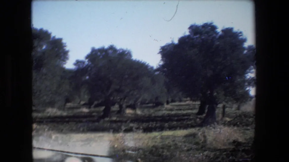 1972 Israel home-movie frame showing an olive orchard from a low moving viewpoint, with trees, dry ground, blue sky, and a partial vehicle or window edge visible at the bottom.