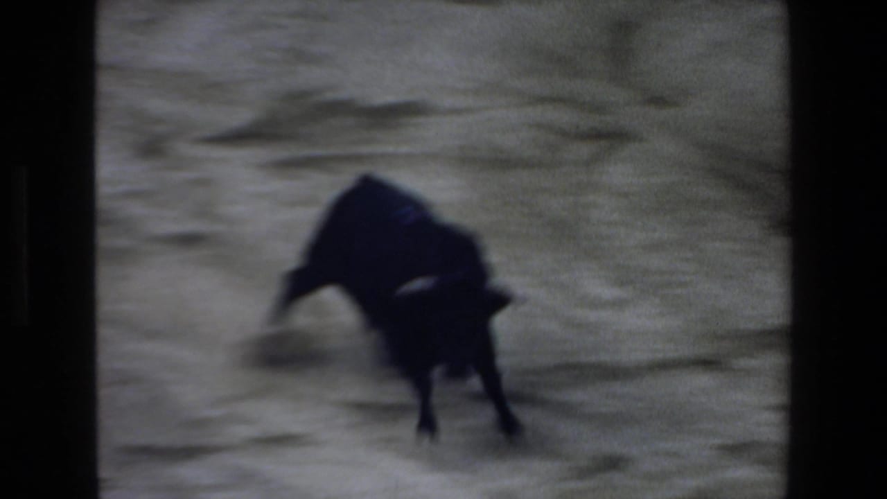 A black bull moves across the sandy bullring in 1972 Mazatlan home-movie footage, seen with heavy grain, blur, and dark frame edges.